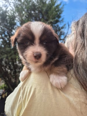 Les chiots de Berger Américain Miniature 