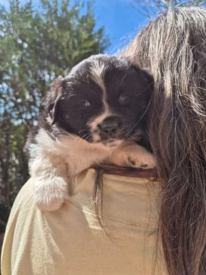 Les chiots de Berger Américain Miniature 
