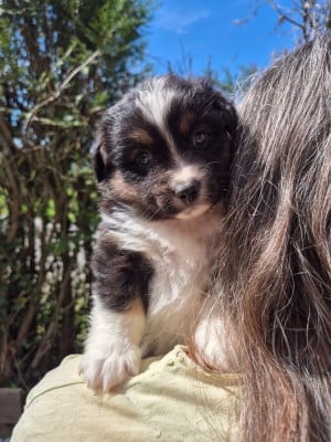 Les chiots de Berger Américain Miniature 