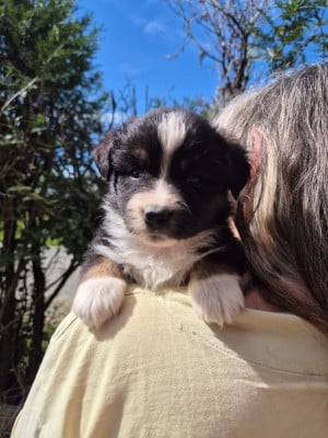 Les chiots de Berger Américain Miniature 
