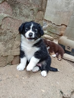Les chiots de Berger Américain Miniature