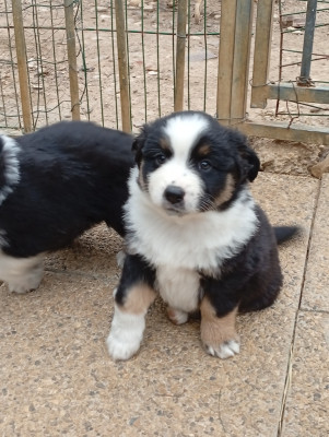 Les chiots de Berger Américain Miniature 
