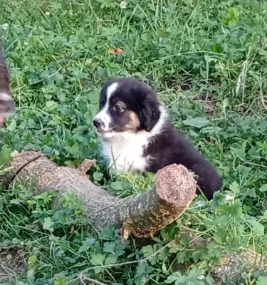 Les chiots de Berger Américain Miniature 