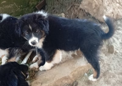Les chiots de Berger Américain Miniature 