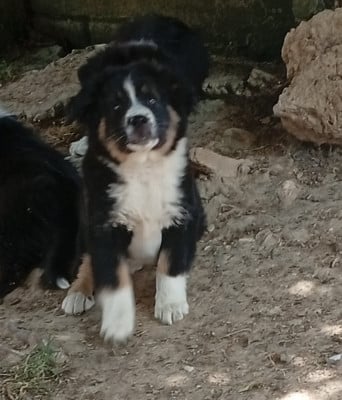 Les chiots de Berger Américain Miniature 
