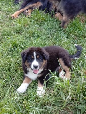 Les chiots de Berger Américain Miniature 