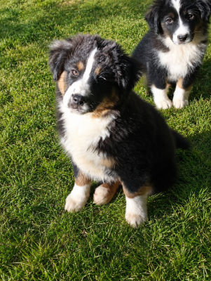 Les chiots de Berger Américain Miniature 