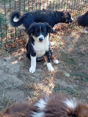 Les chiots de Berger Américain Miniature 