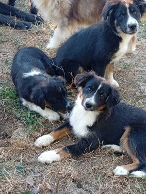 Les chiots de Berger Américain Miniature 