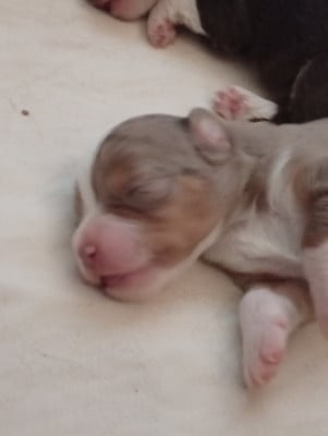 Les chiots de Berger Américain Miniature 