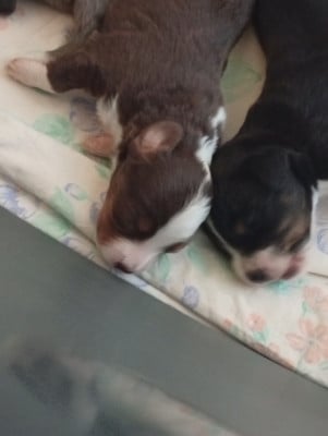 Les chiots de Berger Américain Miniature 