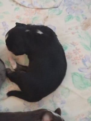 Les chiots de Berger Américain Miniature 