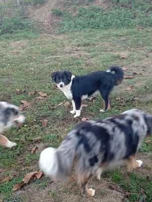 Les chiots de Berger Américain Miniature 