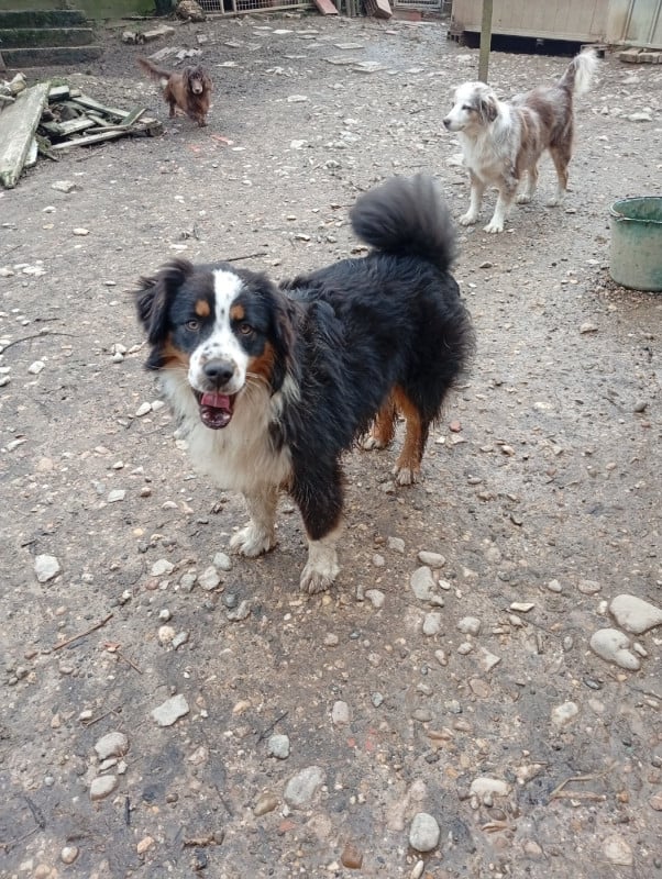 Berger Américain Miniature  - Matata des Dunes