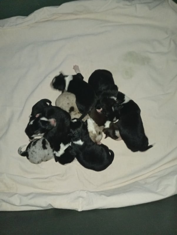 Berger Américain Miniature  - Matata des Dunes