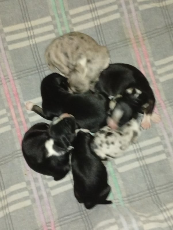 Berger Américain Miniature  - Matata des Dunes