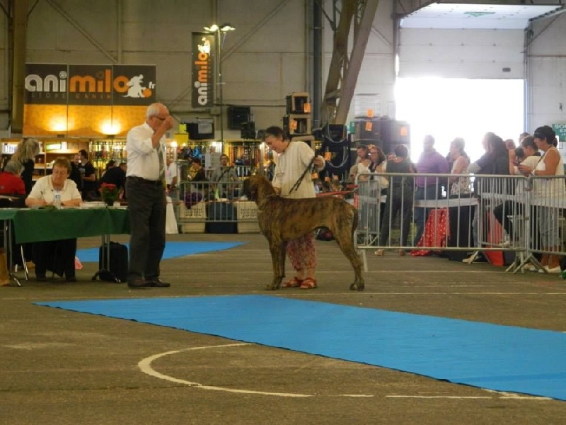 Bergamo of xantharpiya - 1° Excellent classe jeune