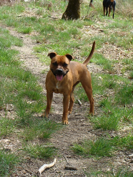 Dynamite dite dora des terres de la Munia