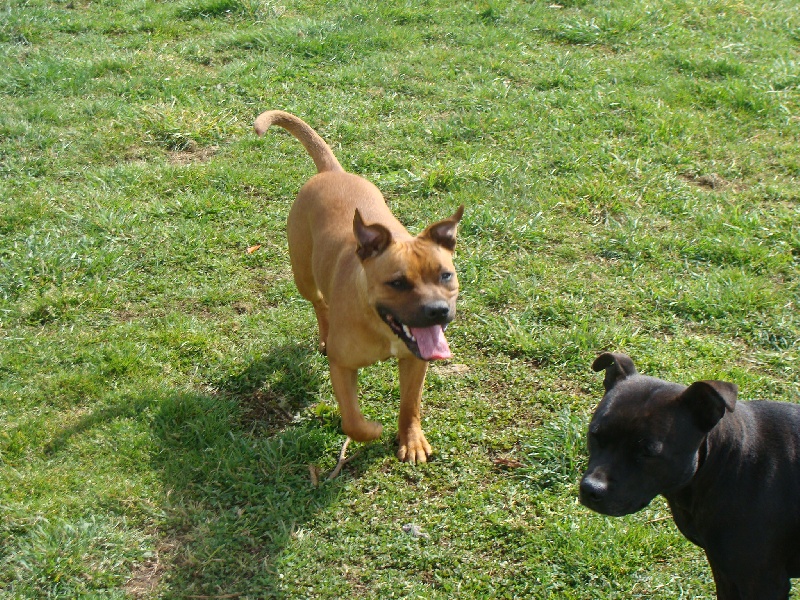 Dynamite dite dora des terres de la Munia