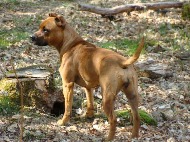 Dynamite dite dora des terres de la Munia