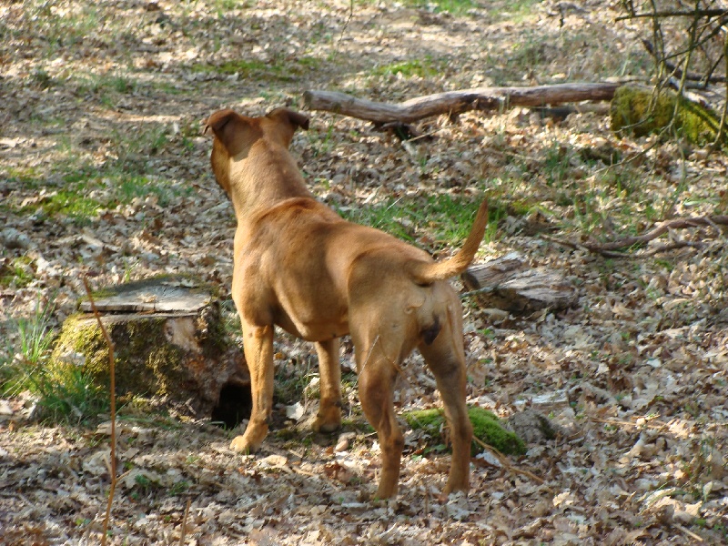 Dynamite dite dora des terres de la Munia