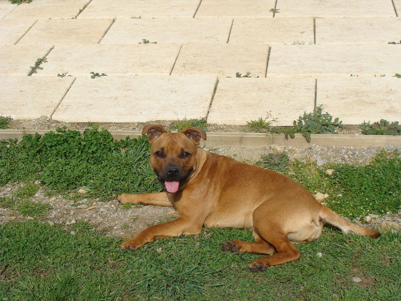 Dynamite dite dora des terres de la Munia