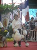 - International show Avignon 2009