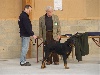 Alonzo royal du parc de Montmacon - 1er TP classe Puppy