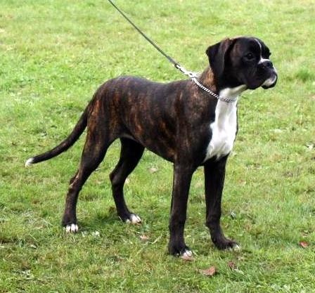 Publication : Des petites nouches Auteur : Sandrine Feuillet