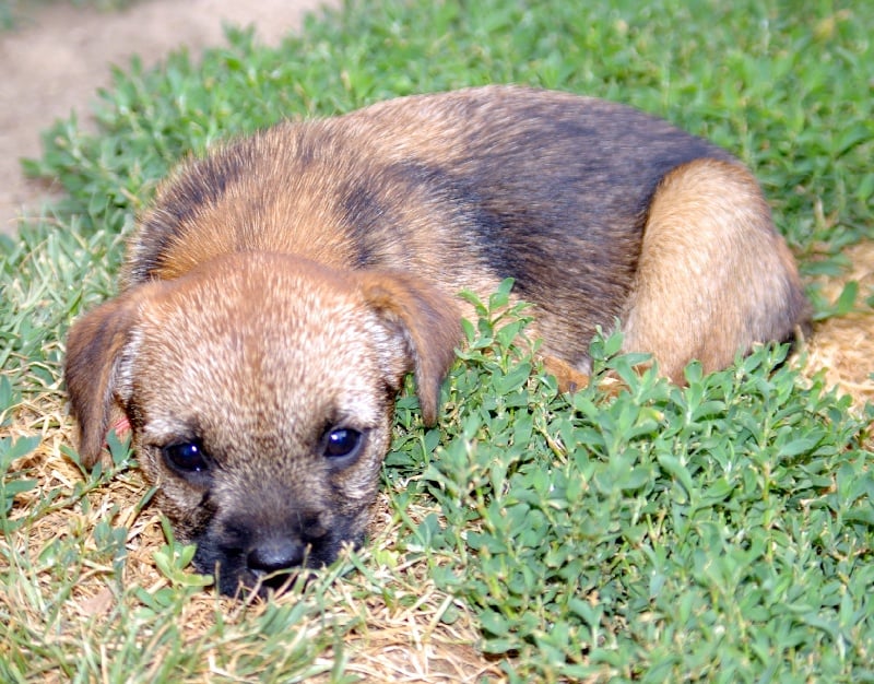 Graine d'astuce Des petites nouches