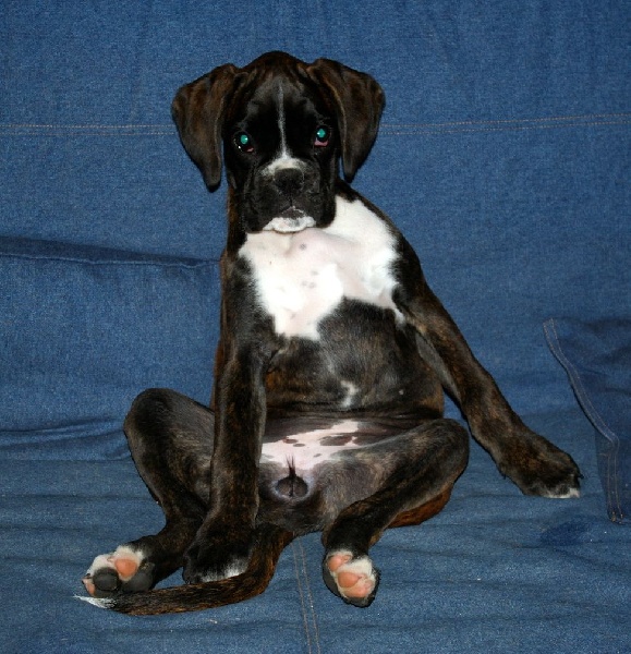 Publication : Des petites nouches Auteur : Sandrine Feuillet