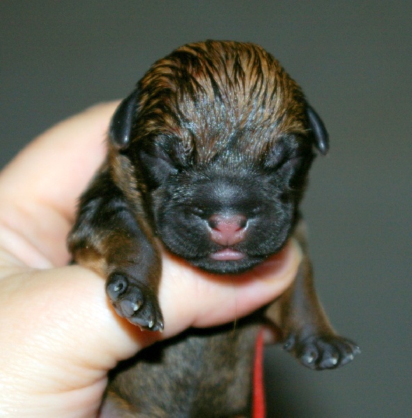 Graine d'astuce Des petites nouches