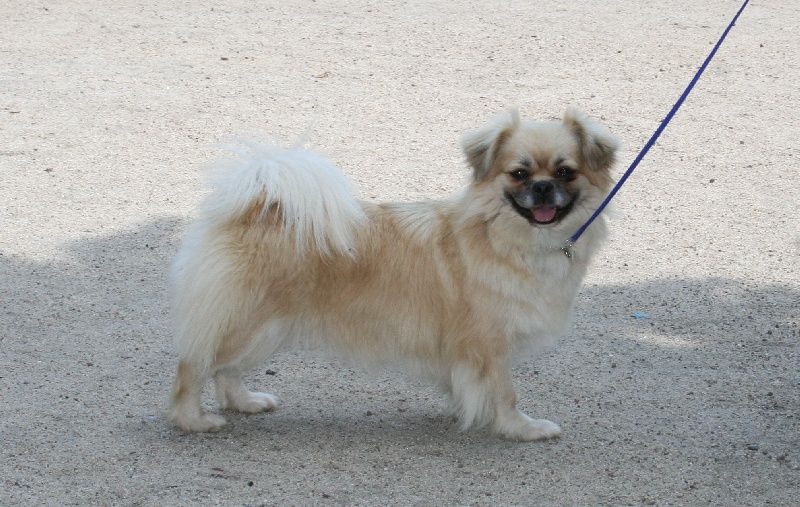 CH. p'zazz Logomania dite indi - CAC