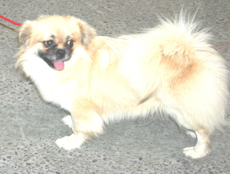 CH. p'zazz Logomania dite indi - meilleur jeune