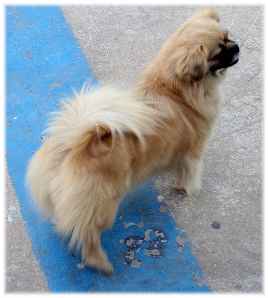 CH. p'zazz Logomania dite indi - bob