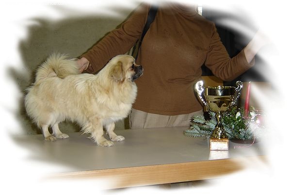 CH. p'zazz Logomania dite indi - CAC BOB