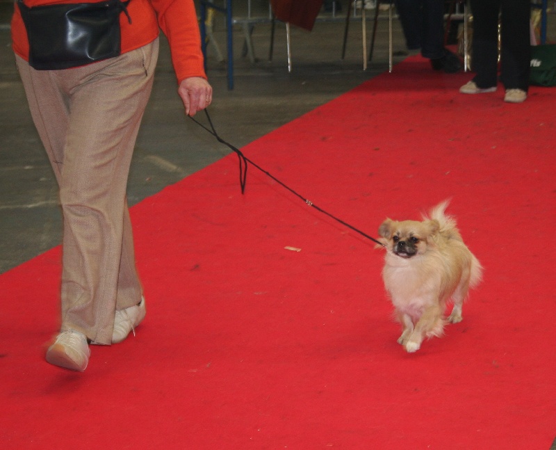 CH. p'zazz Logomania dite indi - meilleur jeune BOB