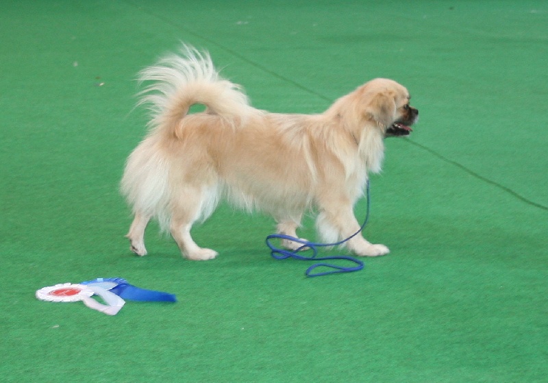 CH. p'zazz Logomania dite indi - cacib