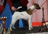 - CACS - CACS/CACIB PARIS DOG SHOW LE 8 & 9 JANVIER 2016