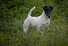 - TOP TERRIER STUD DOG 2016 EN UK - GOUPIL