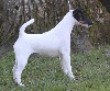 - CACS/CACIB PERIGUEUX LE 12/03/2016