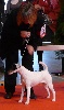 - CACS/CACIB à BOURGES SPECIALE FOX le 20/02/2011