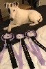 - BRUXELS DOG SHOW INTERNATIONAL - Le 08 & 09/12/2018