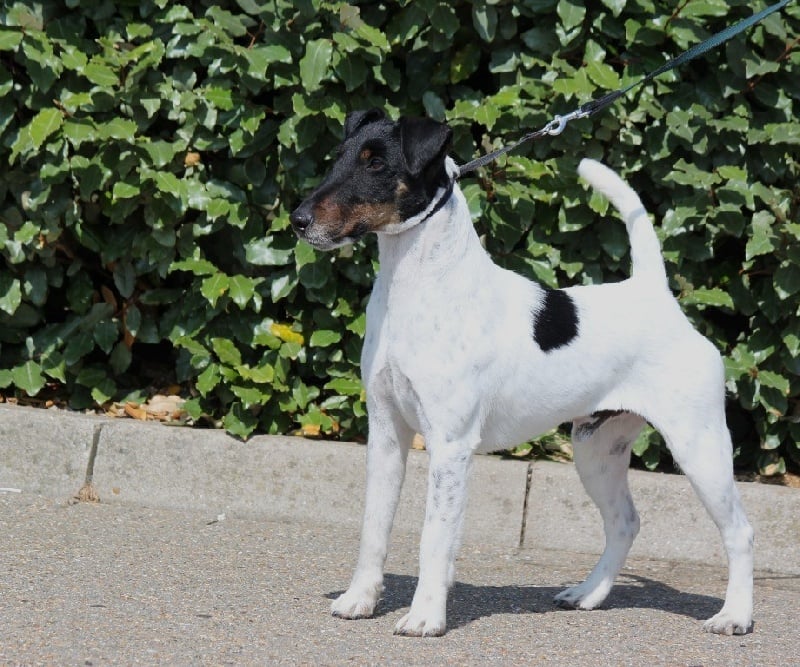 Publication : du Manoir Saint Adrien Auteur : Magali BRETON