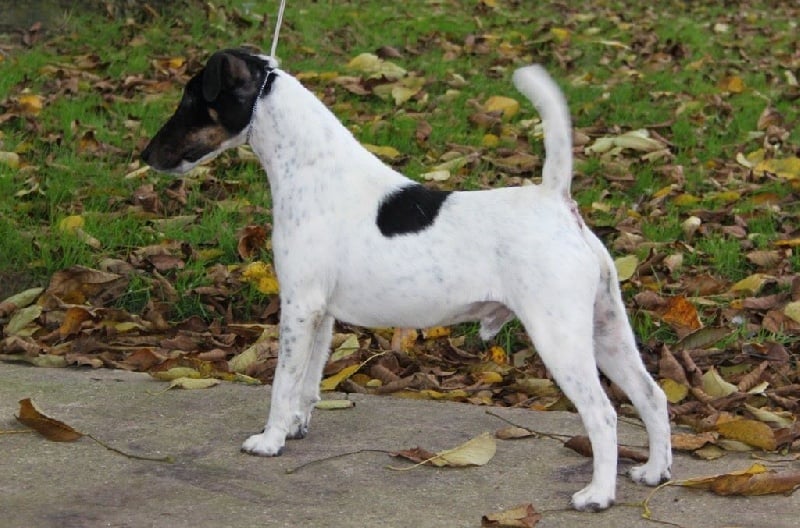 Publication : du Manoir Saint Adrien Auteur : Magali BRETON