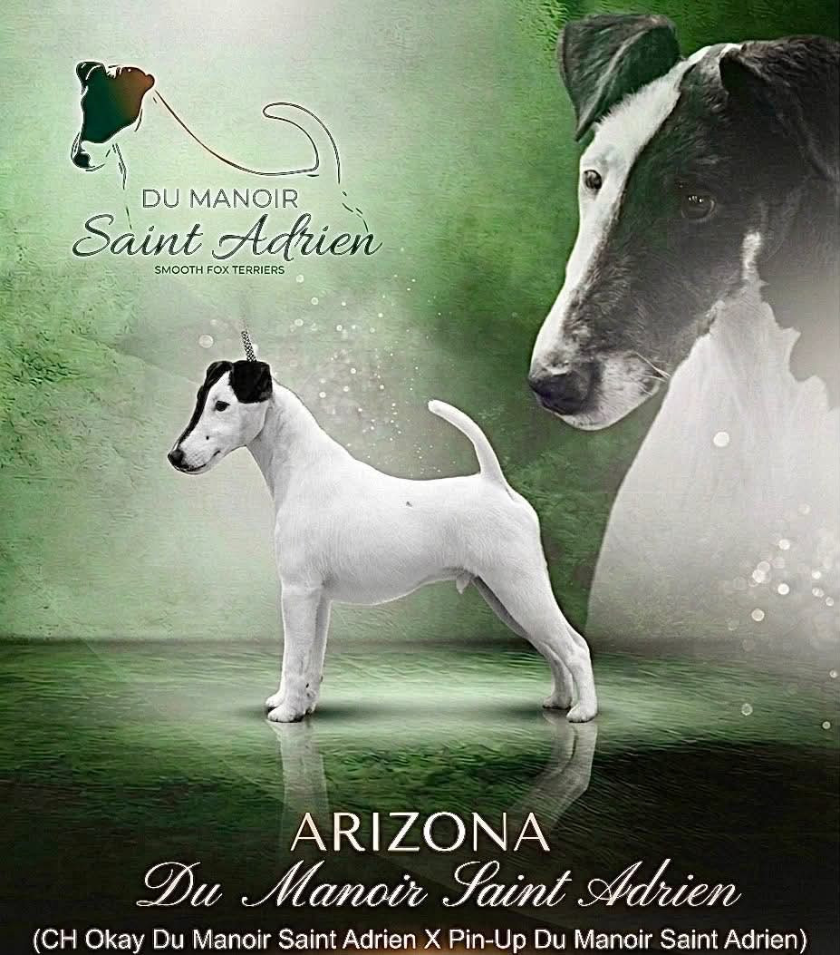 ARIZONA du Manoir Saint Adrien