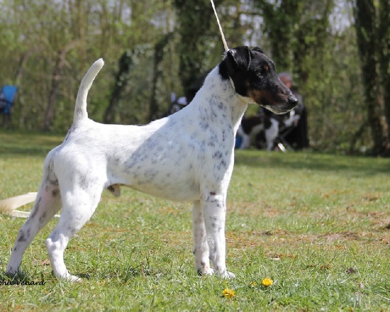 Publication : du Manoir Saint Adrien Auteur : Magali BRETON