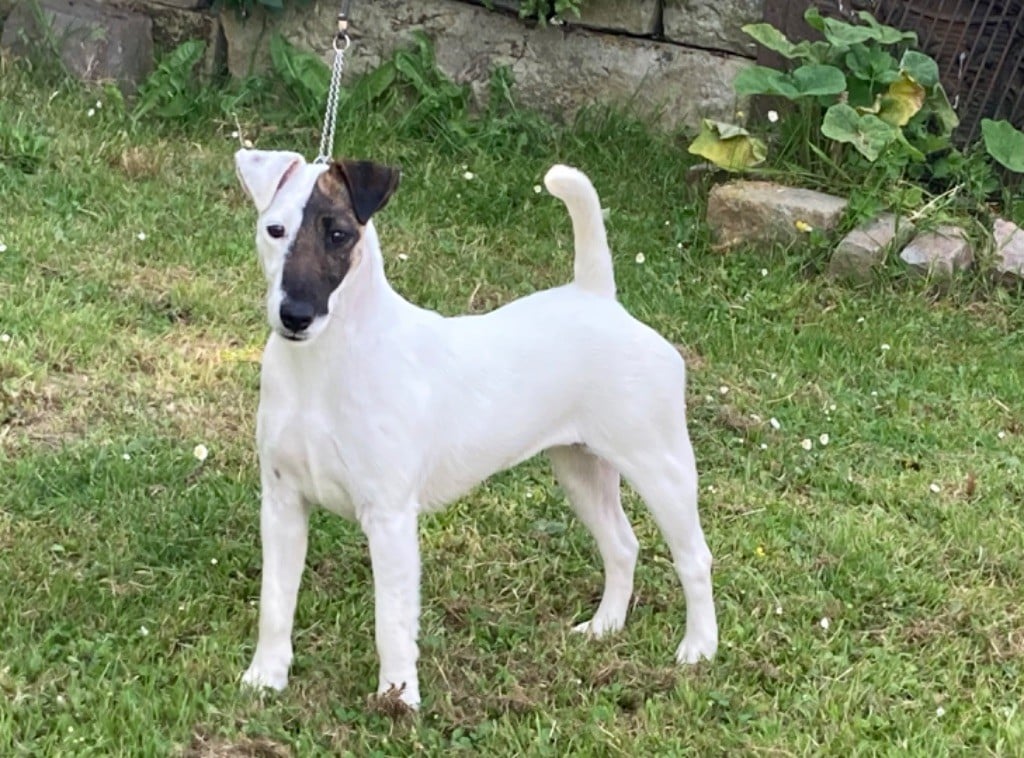 Publication : du Manoir Saint Adrien