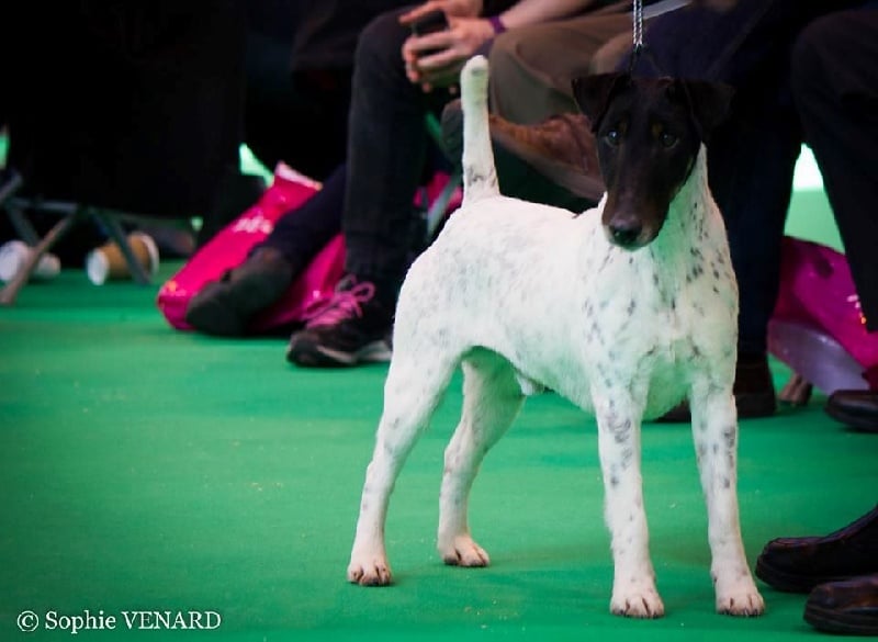 Publication : du Manoir Saint Adrien Auteur : Magali BRETON