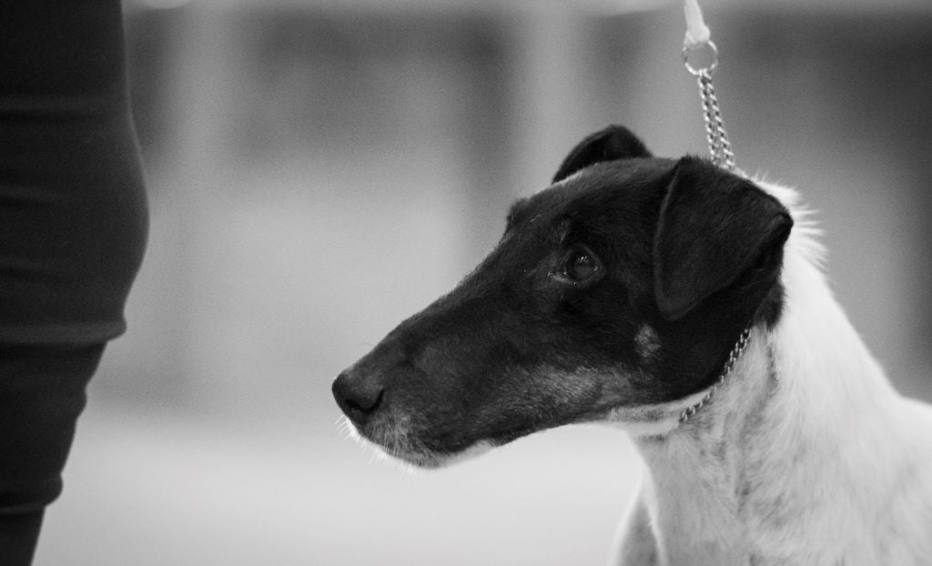 Publication : du Manoir Saint Adrien Auteur : Magali BRETON